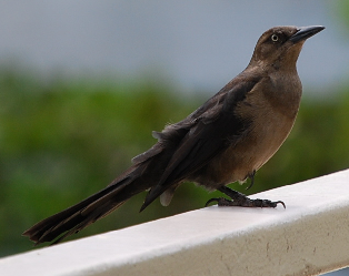 Clay Colored Robin